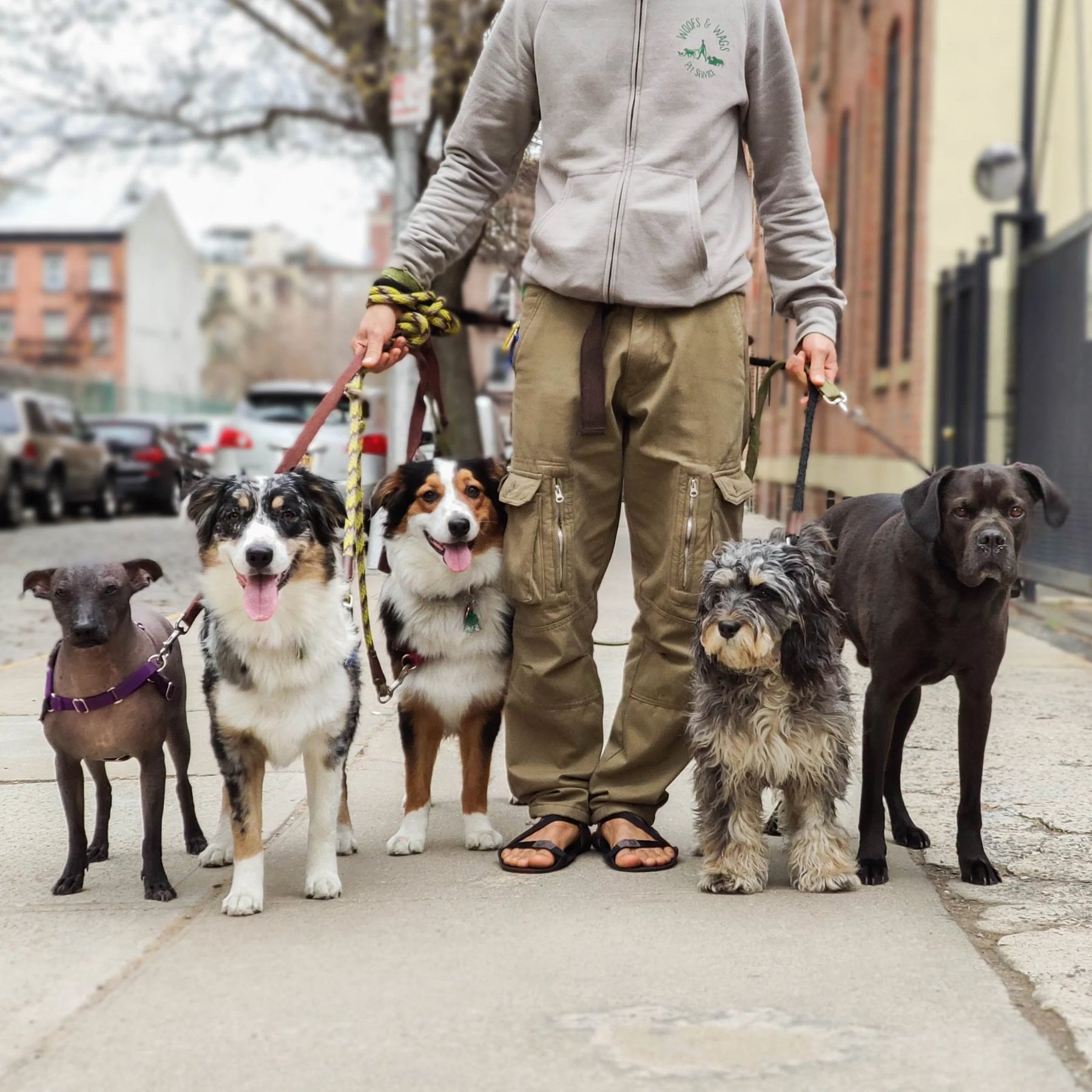 Woofs & Wags Ithaca