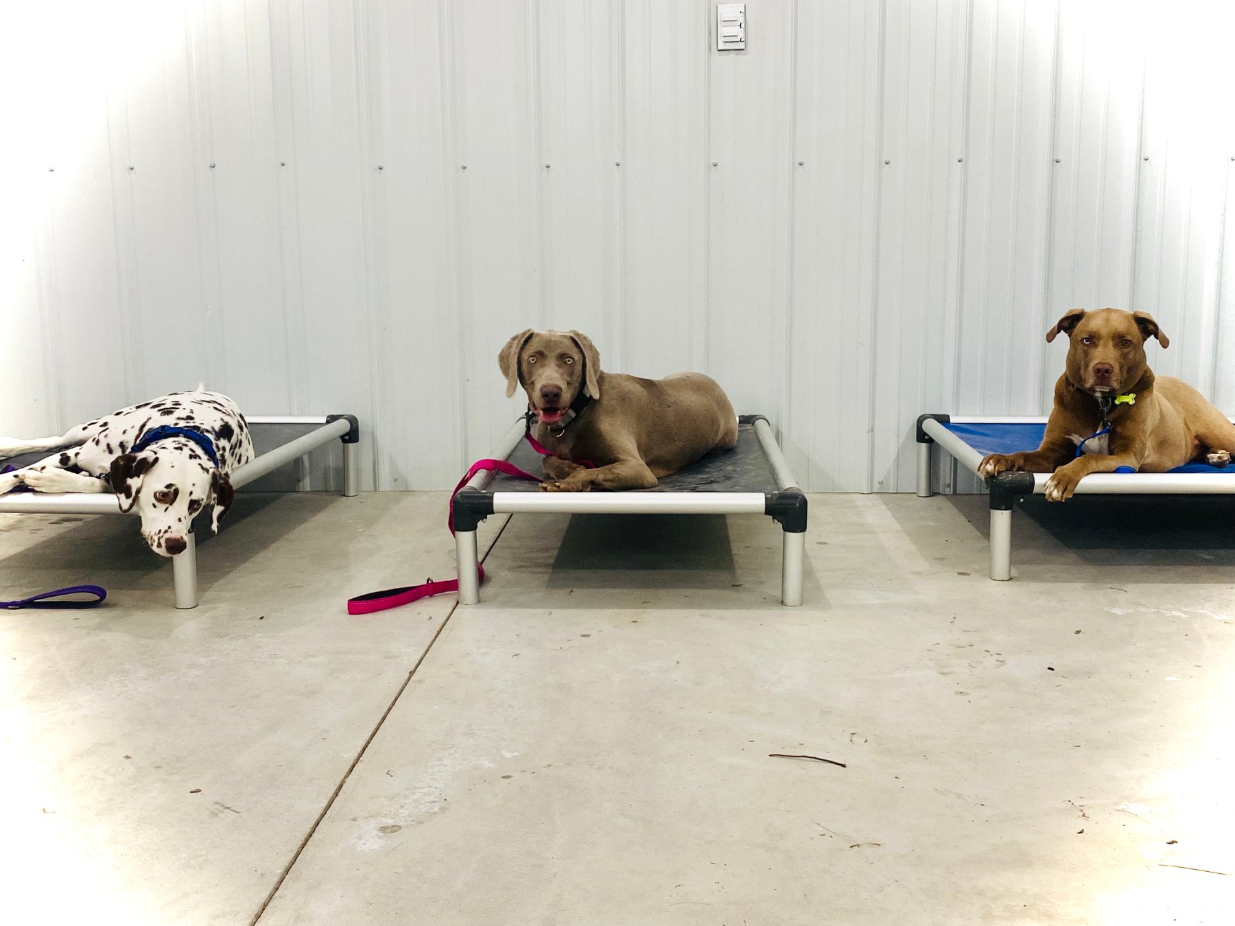 Rock Kennel Training