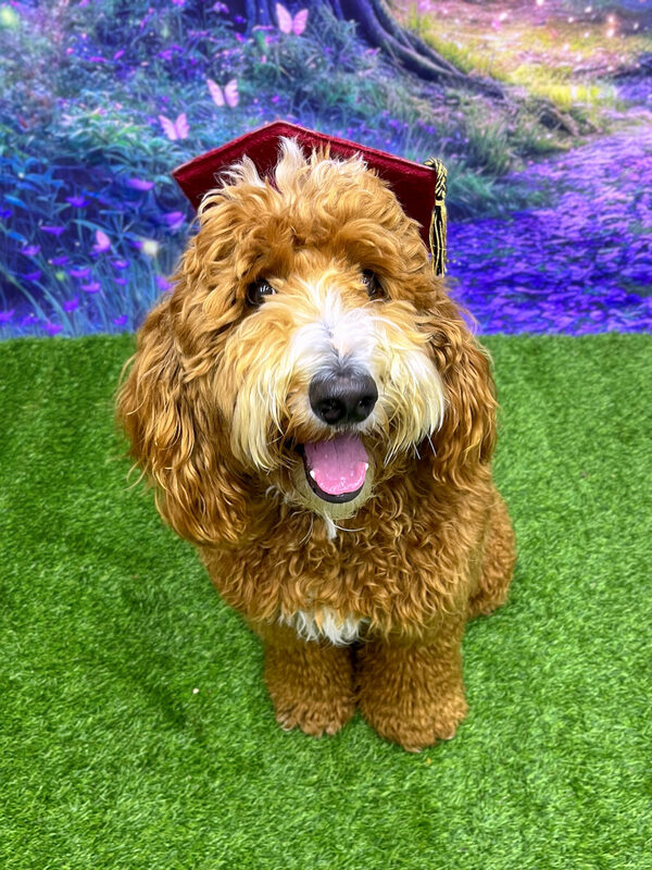 Namaste Dog Training