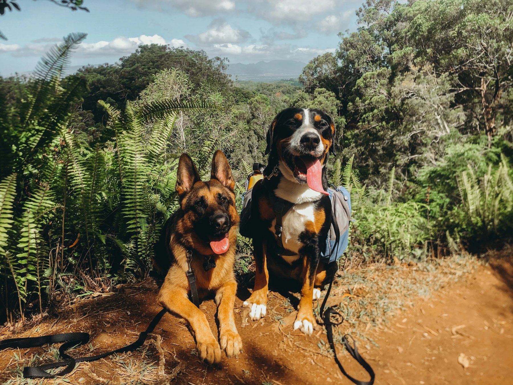 Major Wags Dog Training