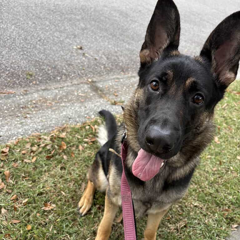 Chambers K9 Training