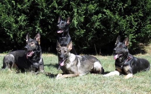 Southland Dog Sports