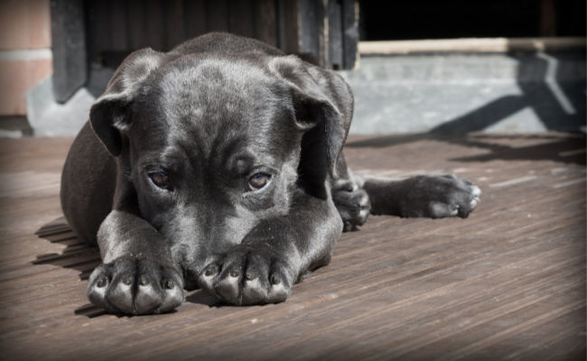 Pupstart Dog Behavior Consulting — dog trainer in Des Moines, IA