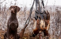 Five Star Sporting Dogs