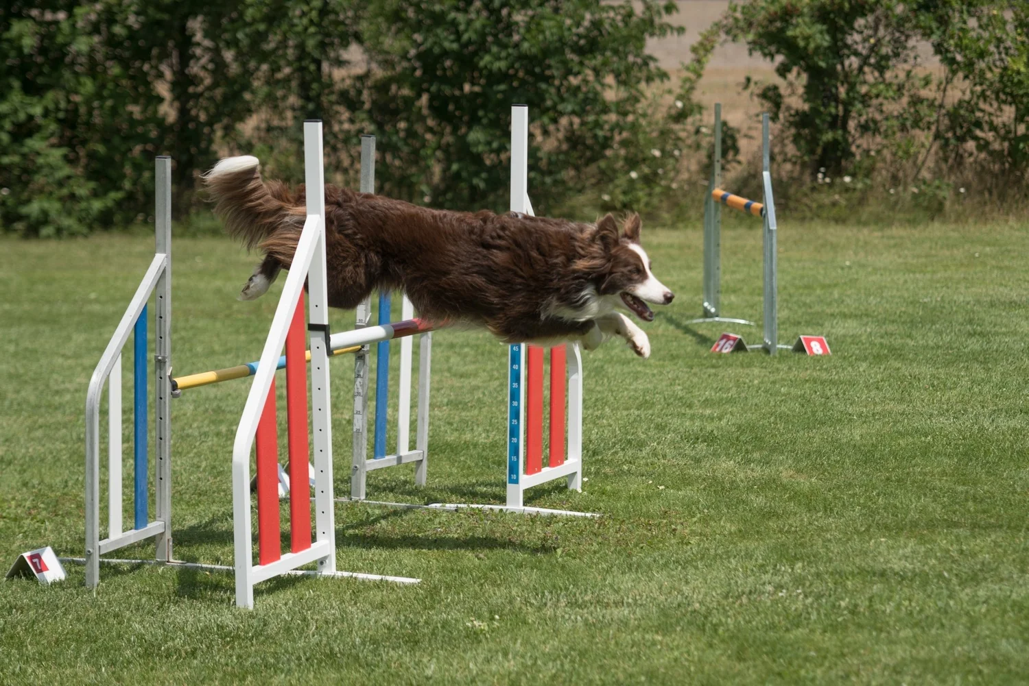 Super Star K9 Training