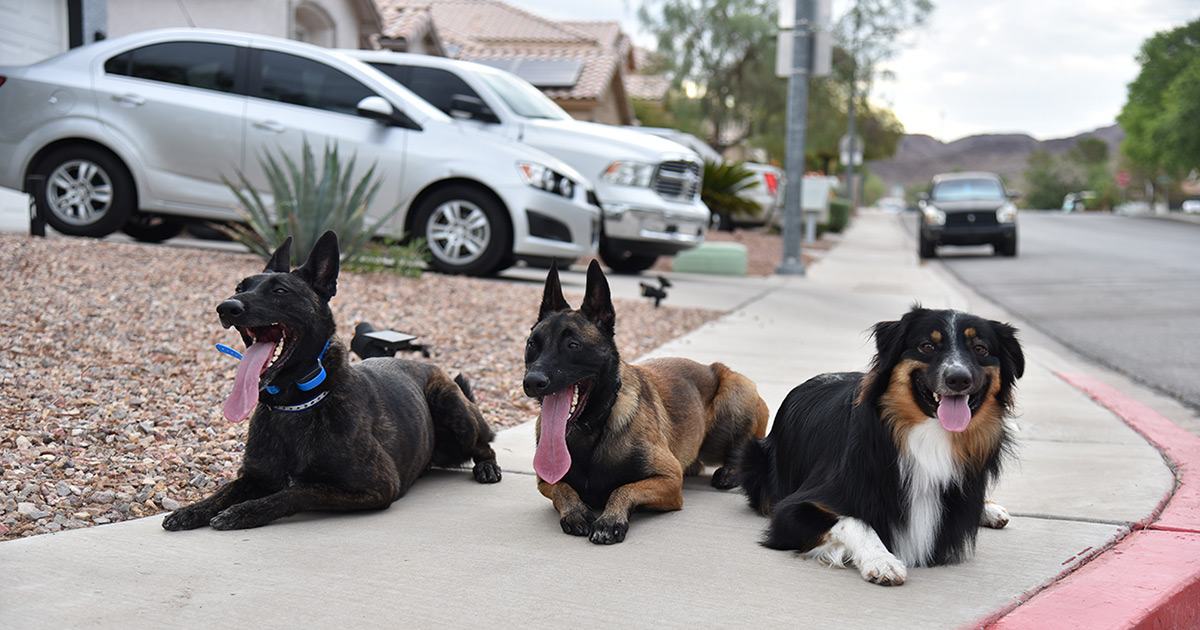 Good Dog Dog Training