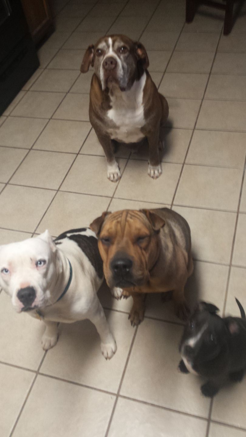 Sit Happens (TM) Dog Training