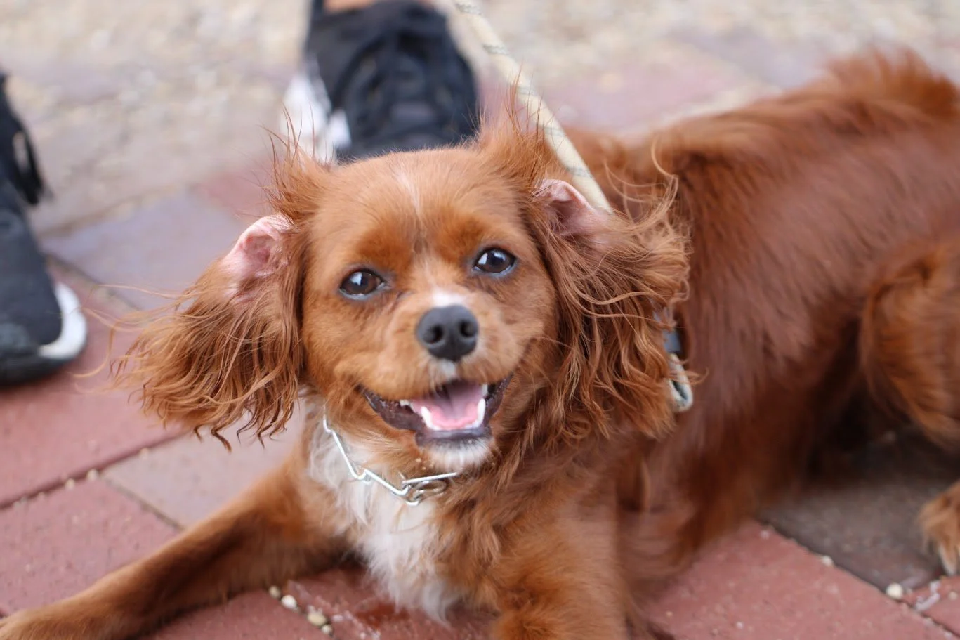 Midwest Canine