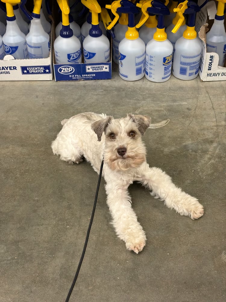 The Elevated K9