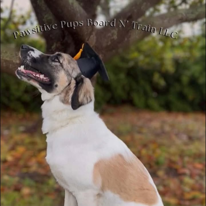 Pawsitive Pups Board n’ Train LLC