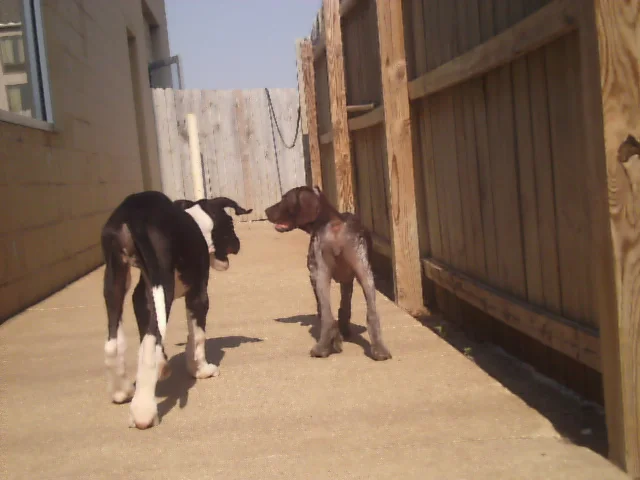 Dog Zone