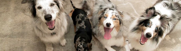 Kaybee's K9 Training & Spa — dog trainer in Saginaw, MI