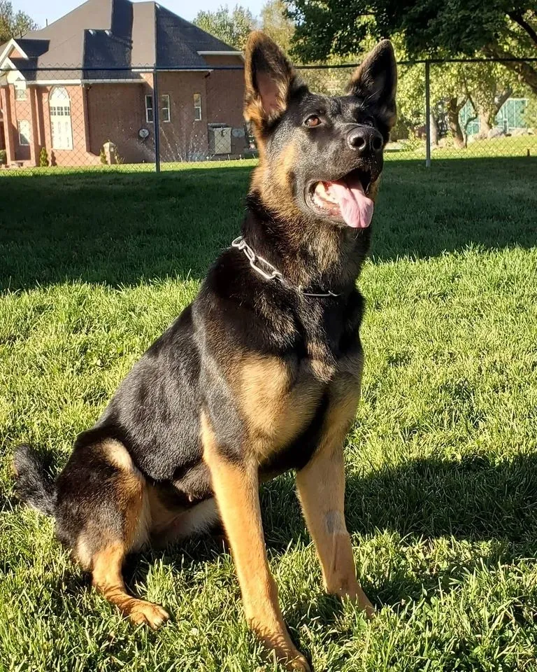 High Definition K9, LLC