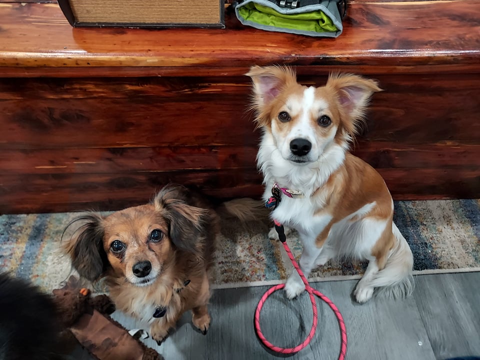Tailored Training Canine Academy