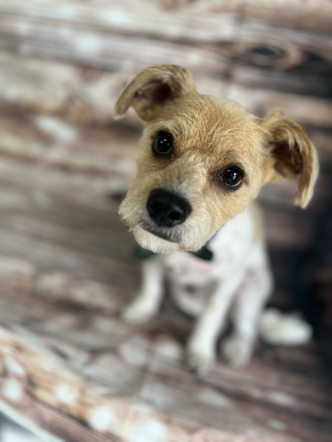 Dogville Nashville