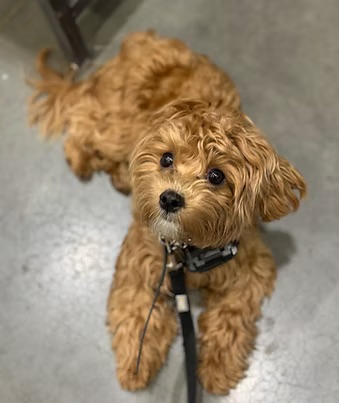 Hoku K9 Training