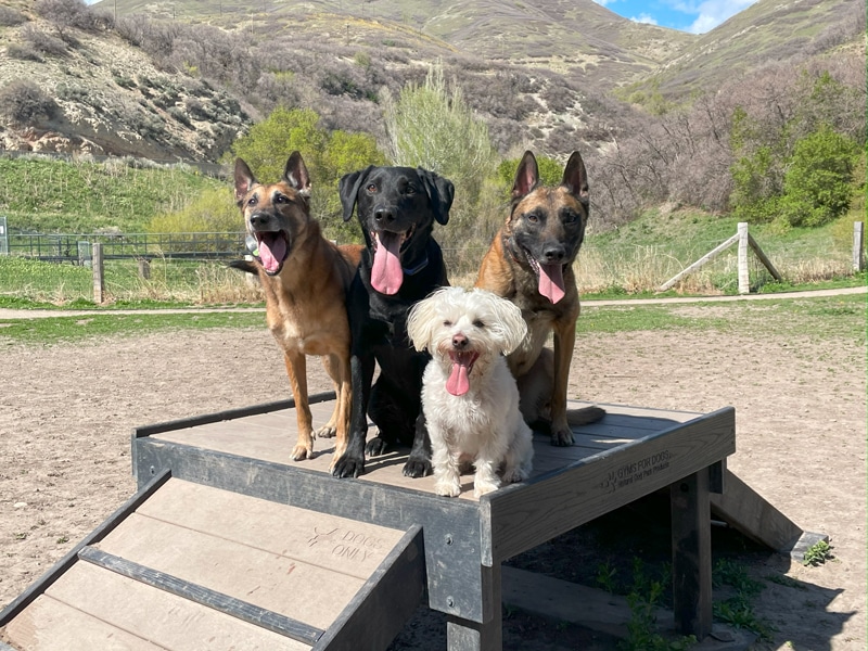 Sit Means Sit