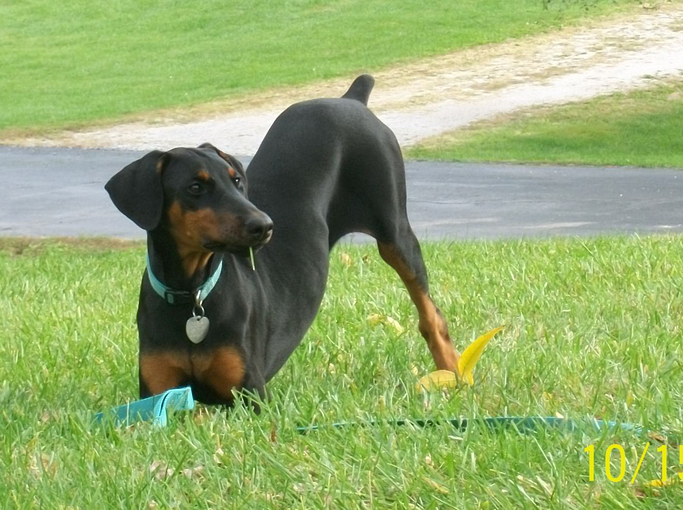 Anchored Canine