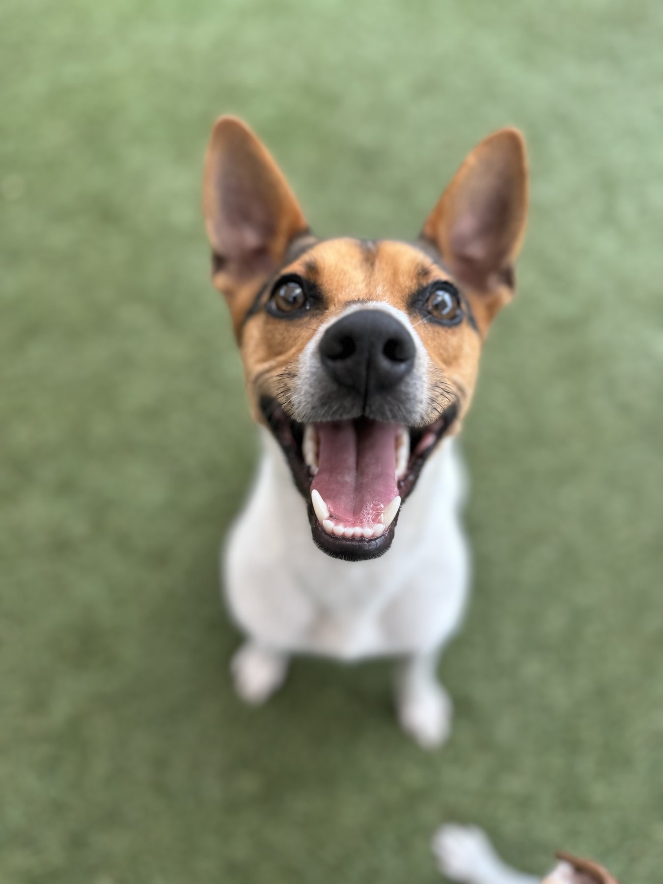 Blaine Kennels Boarding, Training & Daycare