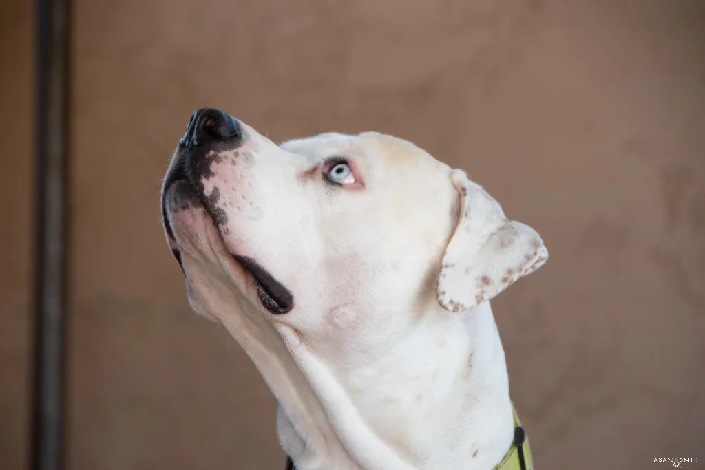 Clover Canine