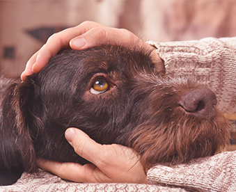 Canine Cohesion Behavior & Enrichment Center – AVL