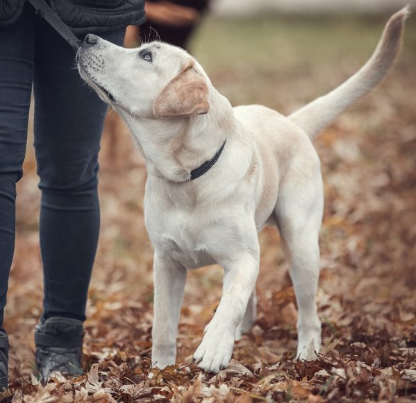 Hudson Valley Hounds — dog trainer in Kingston, NY