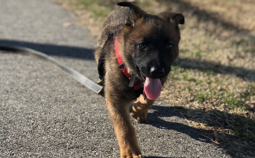 Proactive Dog Training, LLC
