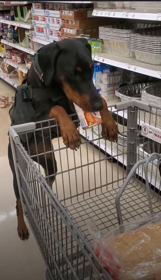 All 4 Paws Training LLC