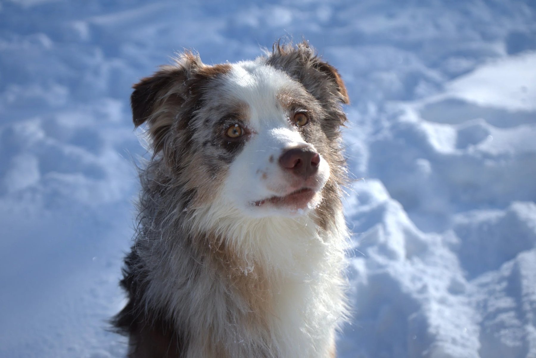 Consistent Canines