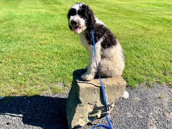 The Hyper Pup Dog Training