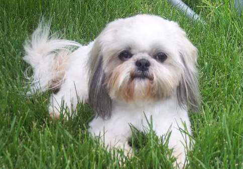 Sassafras K-9 Training & Boarding Facility, LLC