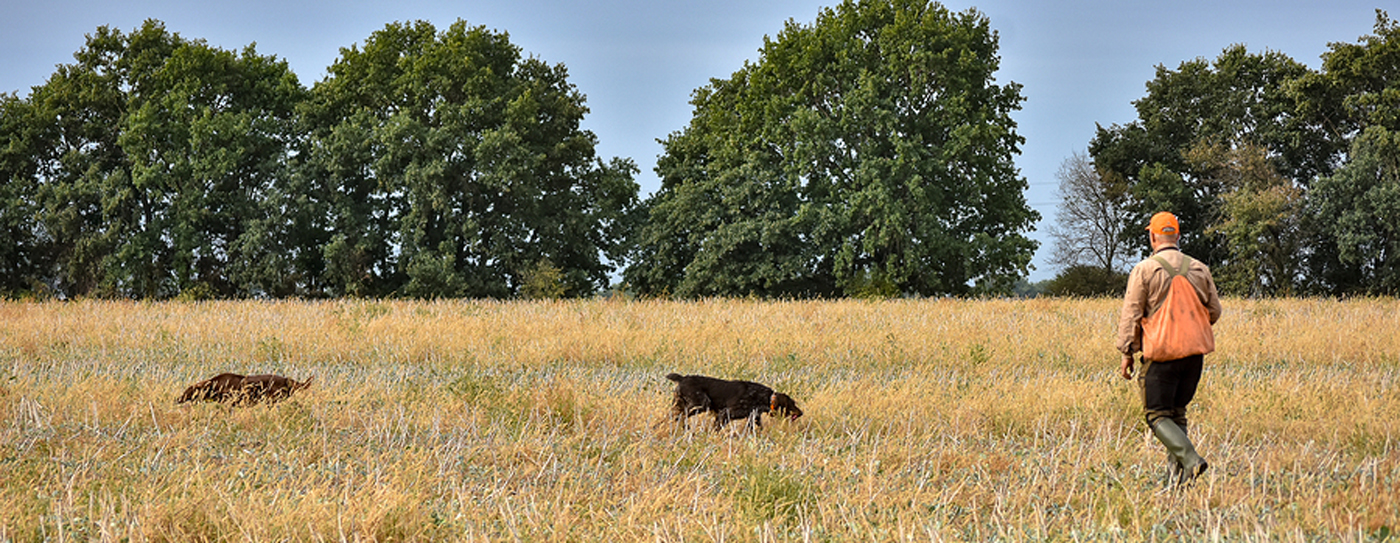 Collier Kennels