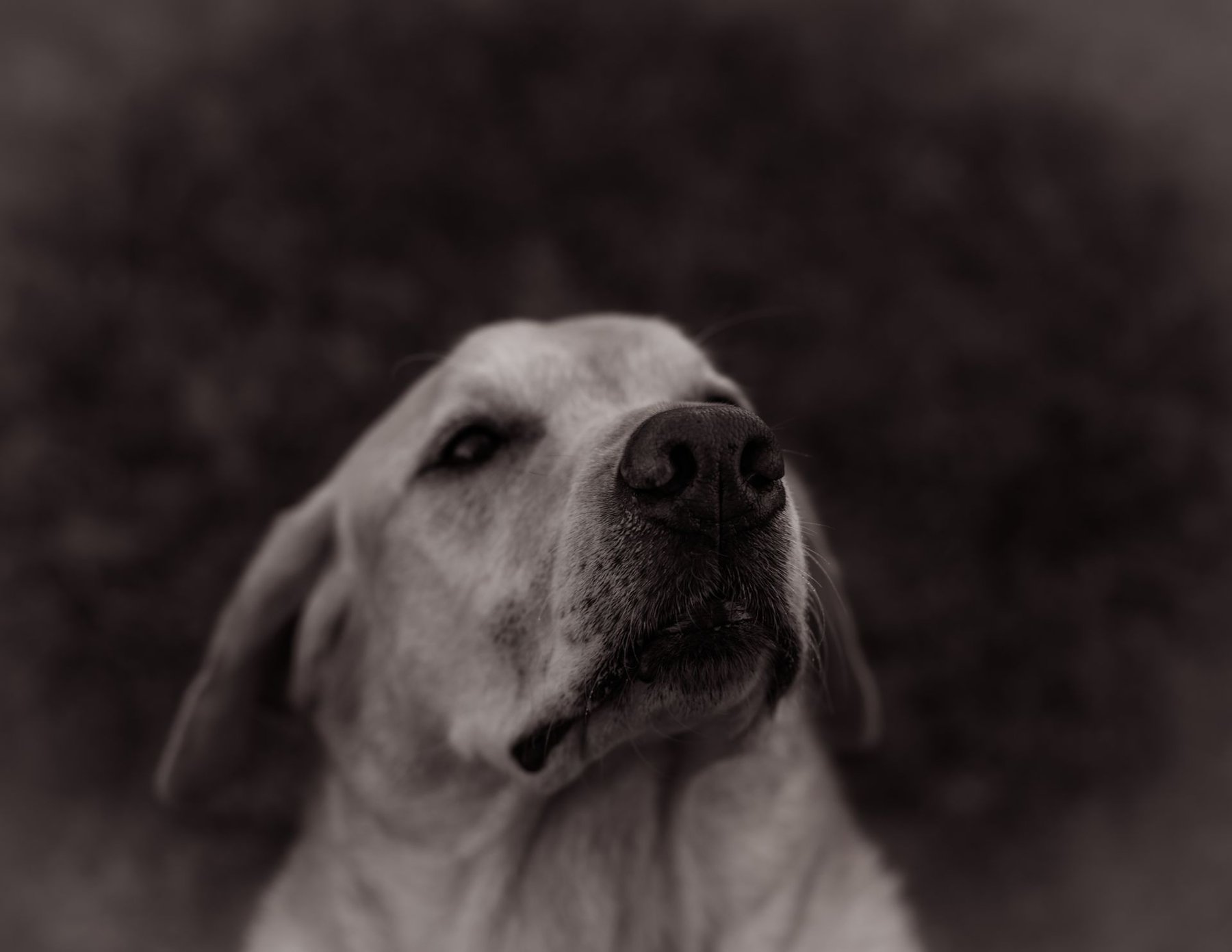 Happy Owner / Happy Dog