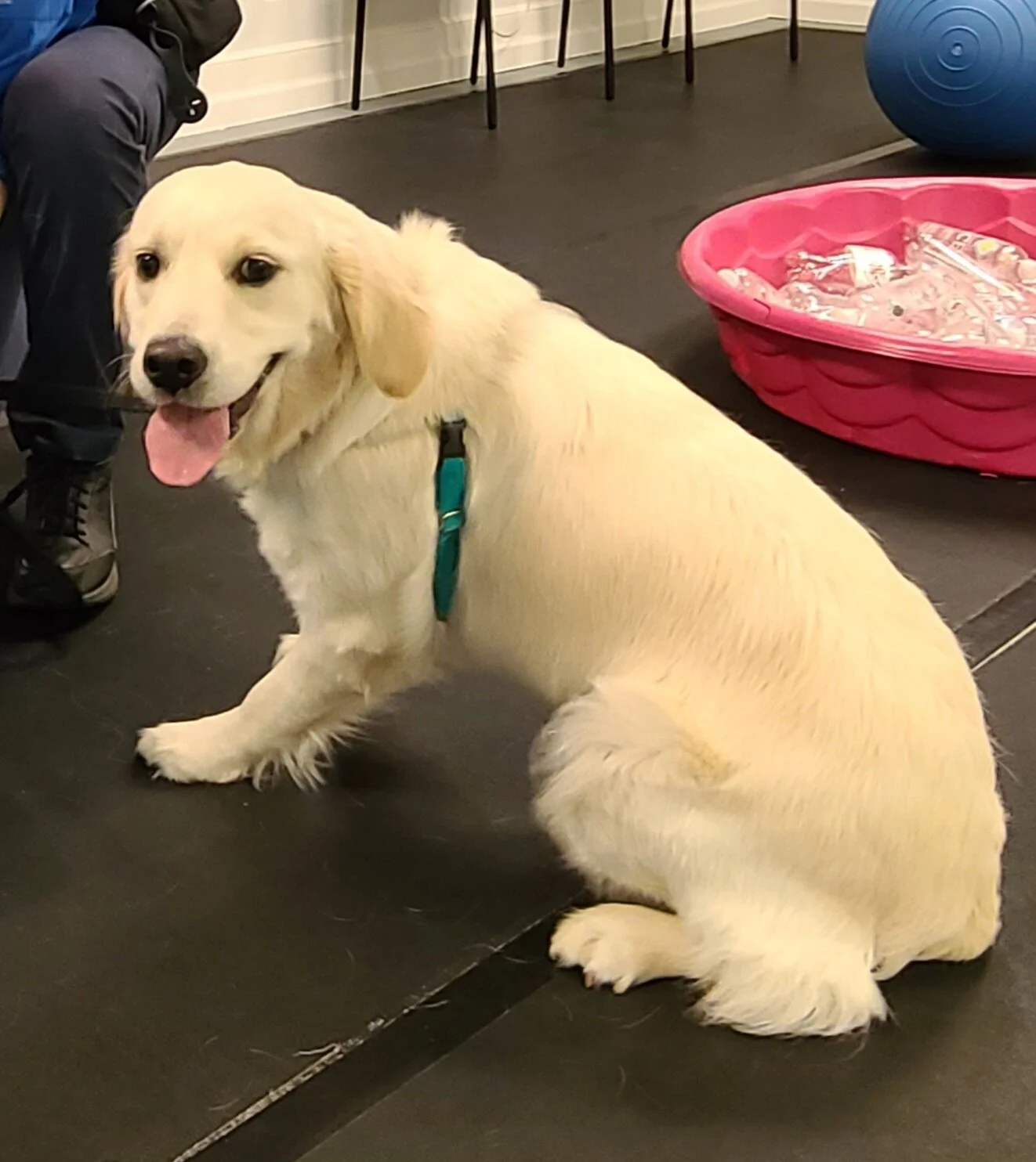 Kind Hearts Dog Training Center