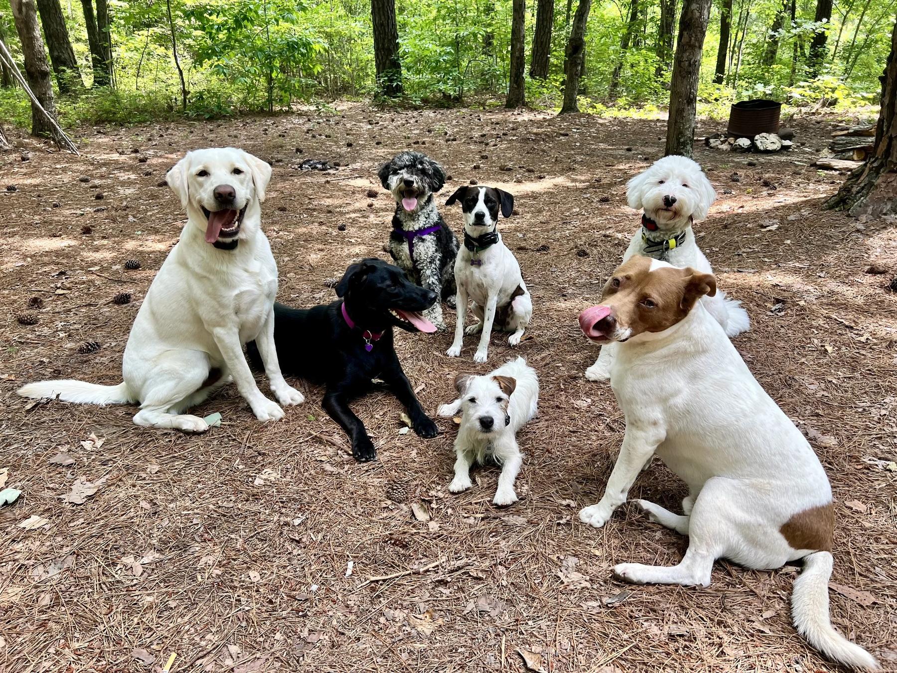 Red Beard Dog Training