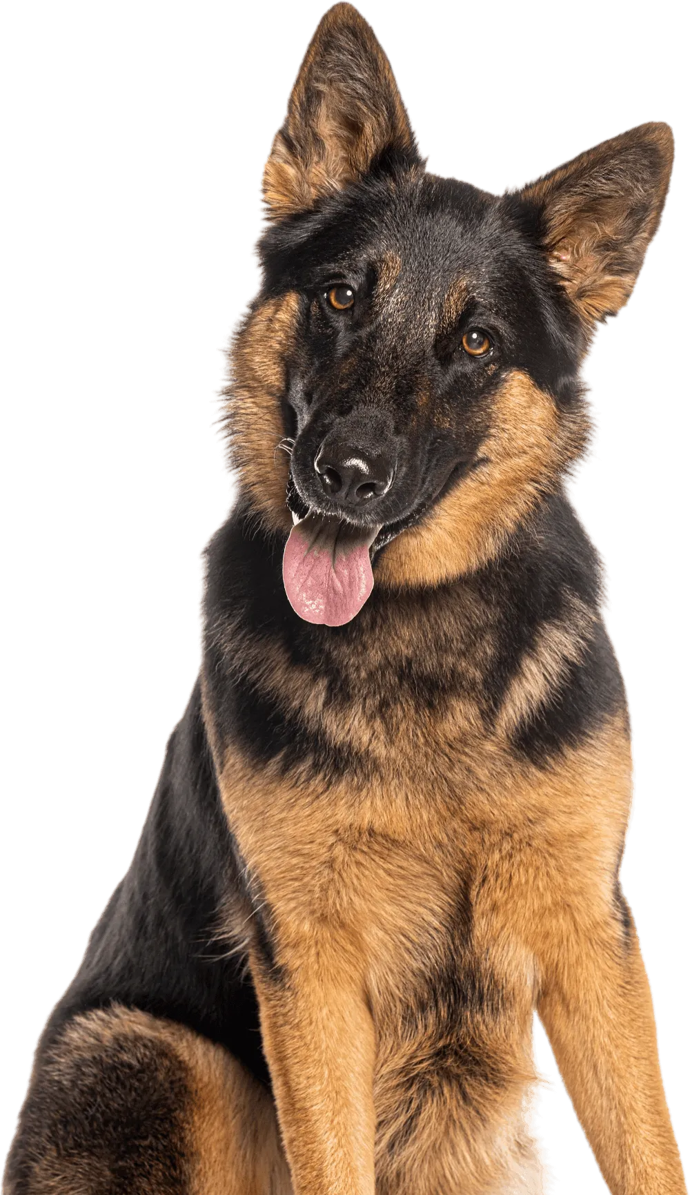 Bairds Waggin Dog Training