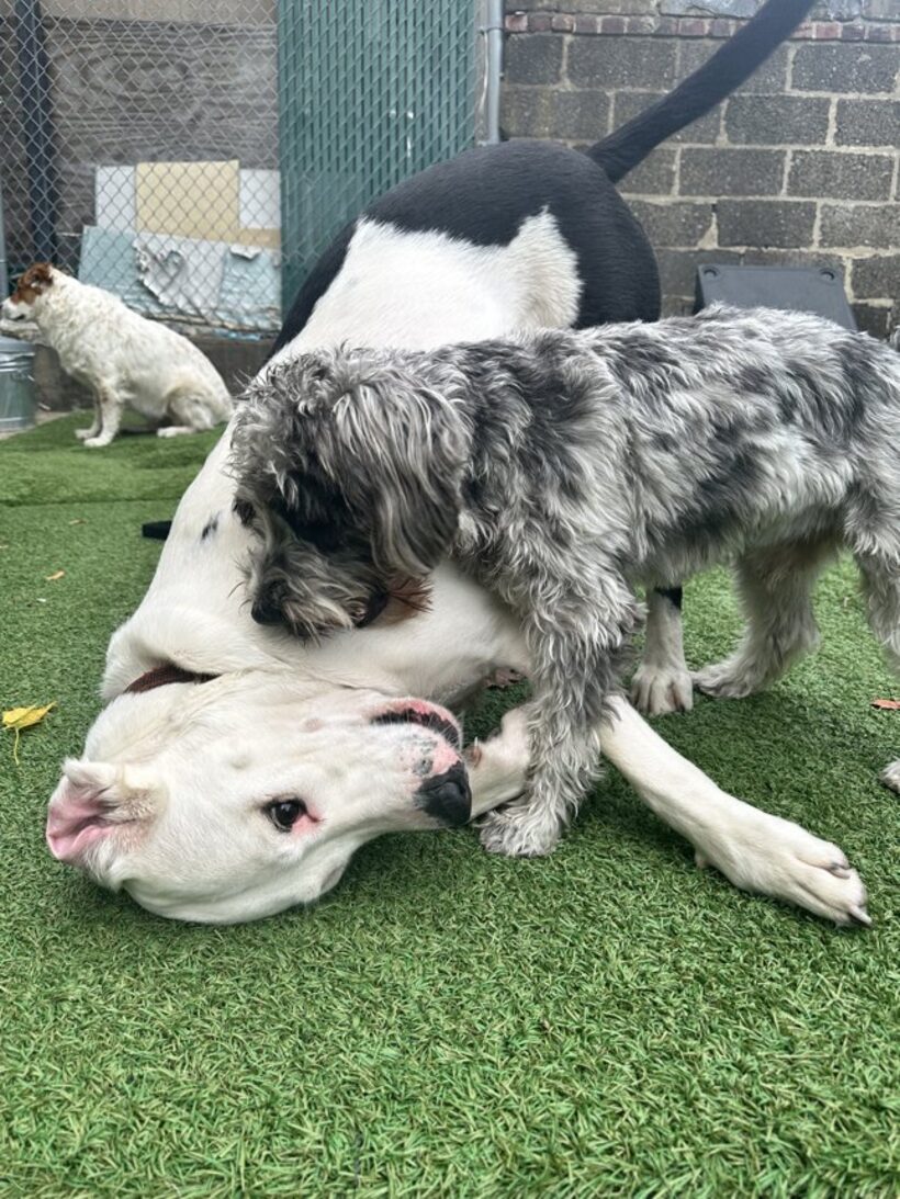 Doggie Dojo NYC