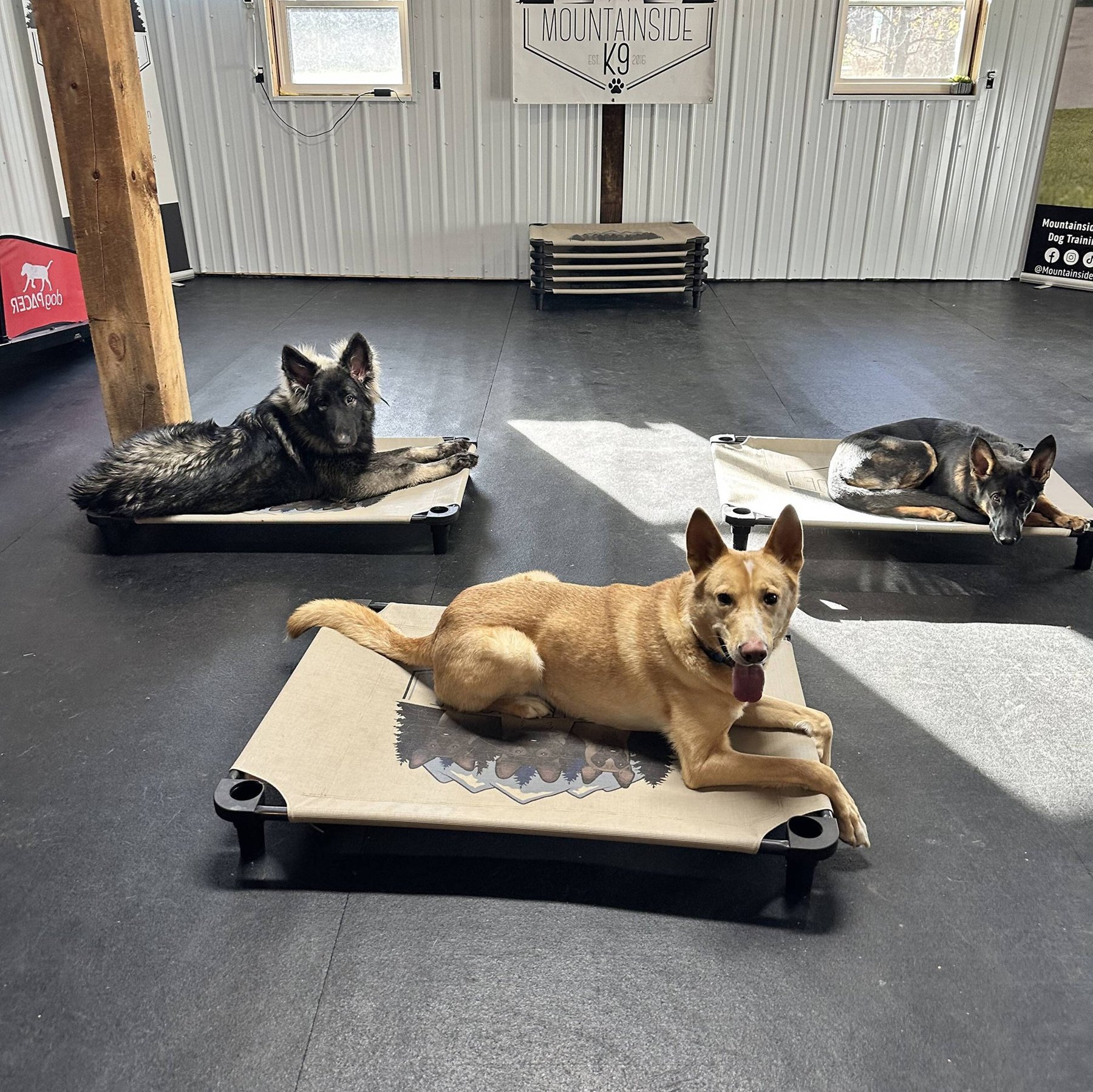 Mountainside K9 Dog Training