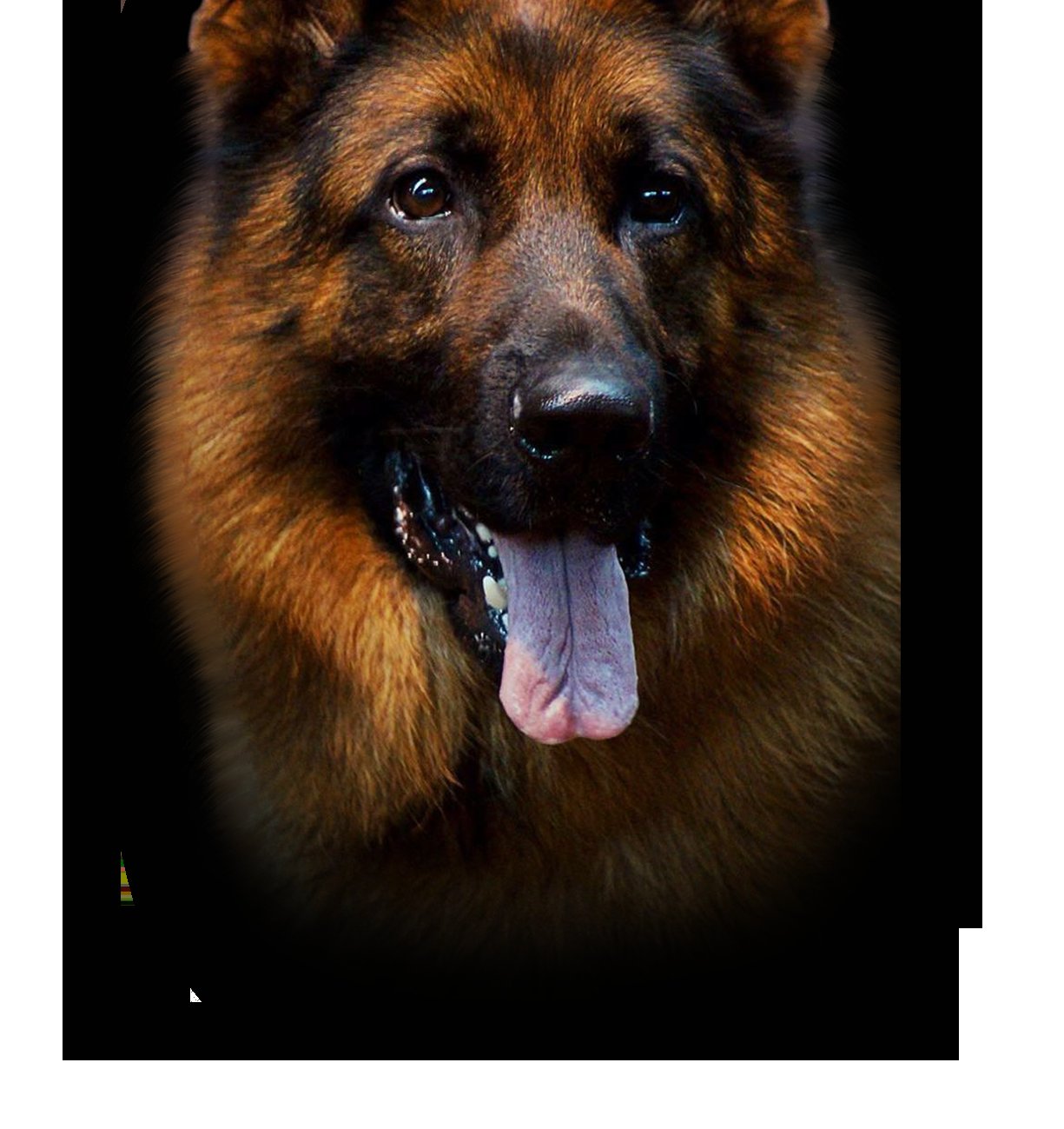 Dogtreff New York Obedience Training