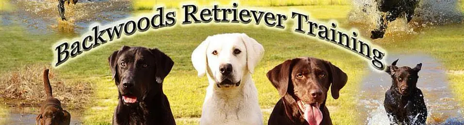 Backwoods Retriever Training