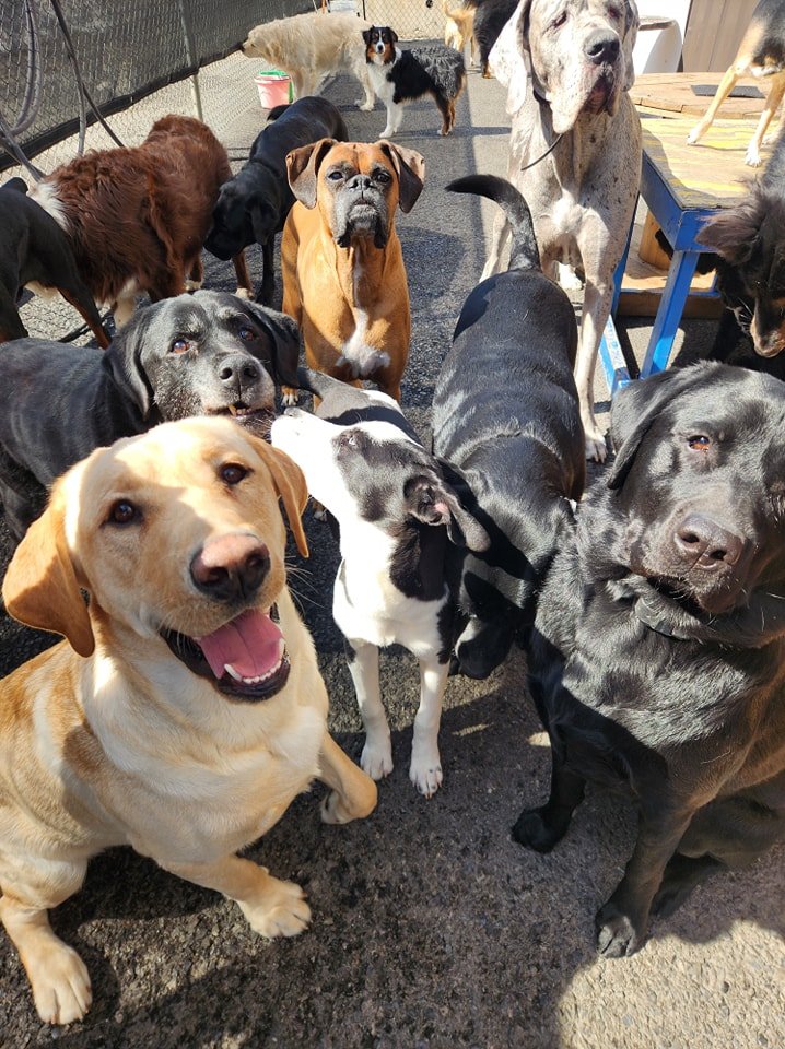 The Barking Lot
