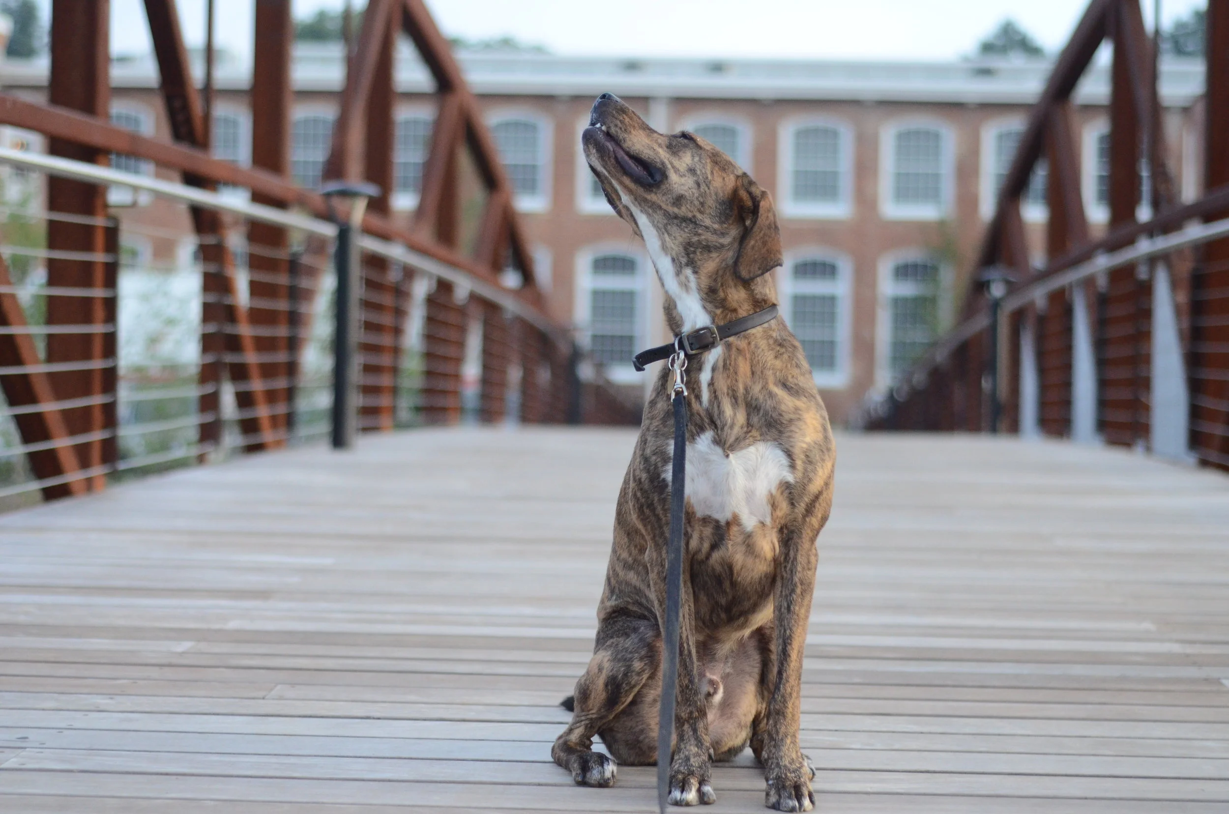 Hendersonville Dog Training