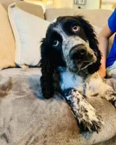 Dog Training In Your Home