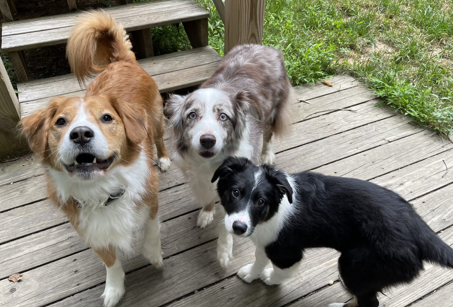 Canine Campus