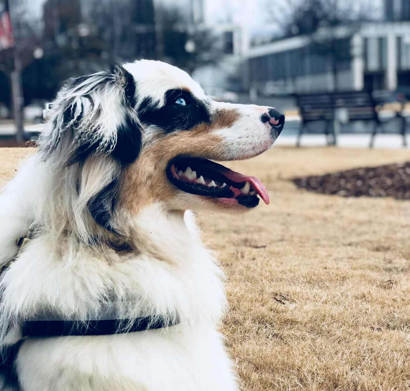 Balanced K9 Academy