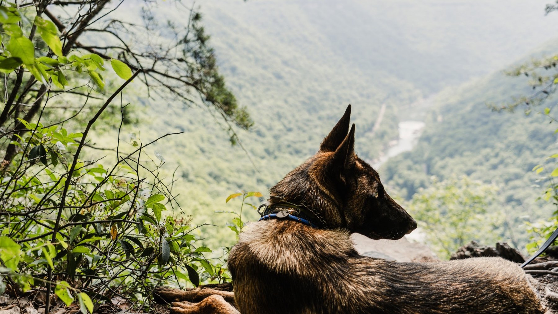 Stay Wild K9 LLC — dog trainer in Charleston, WV