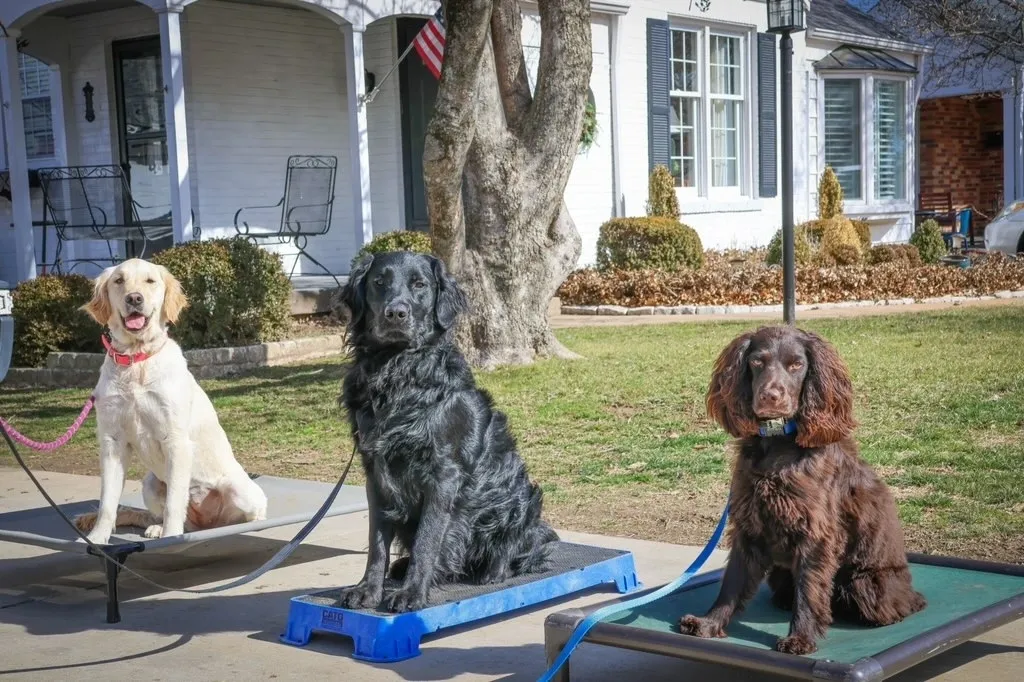 Sharp Shooter’s K9 Services