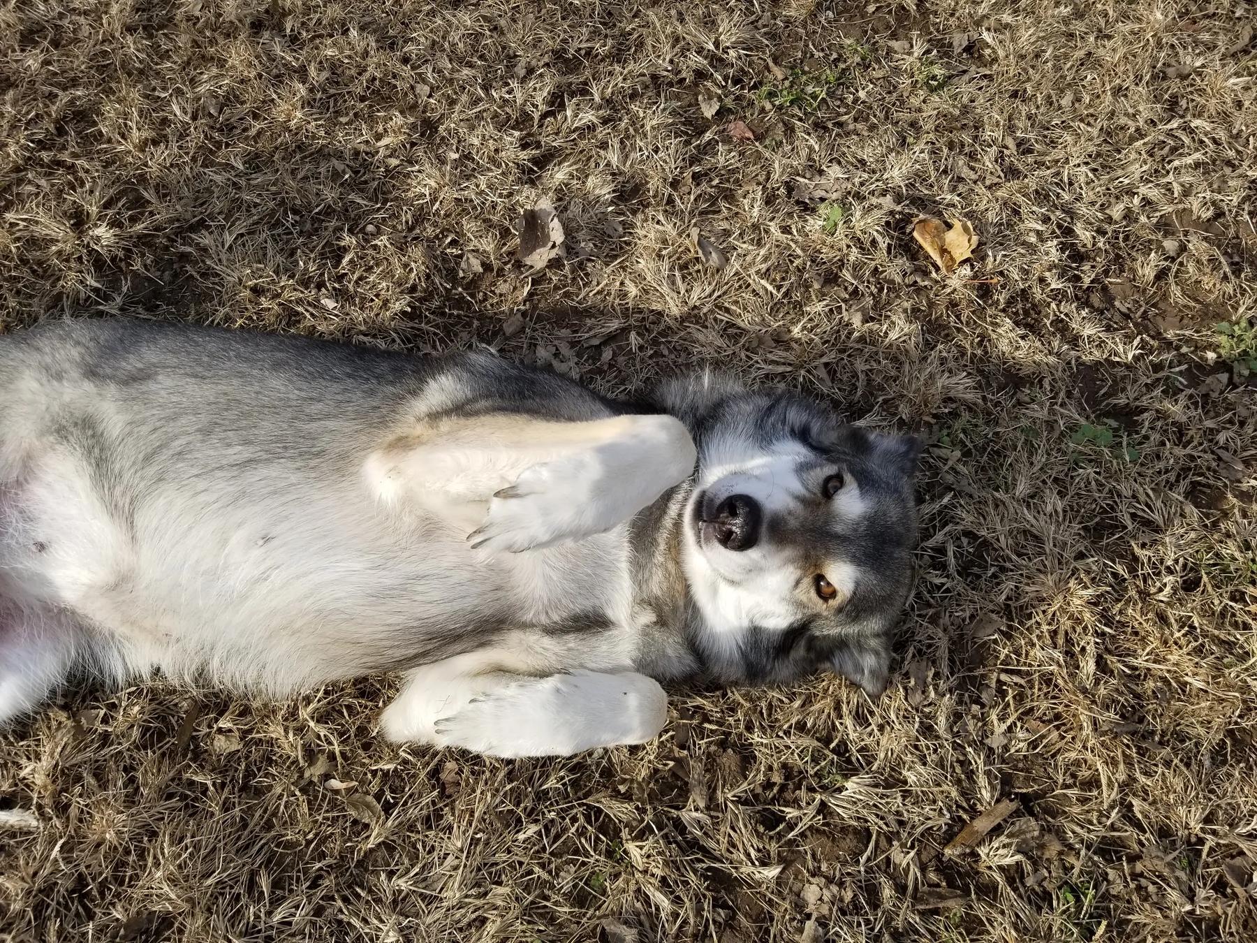 Devoted K-9