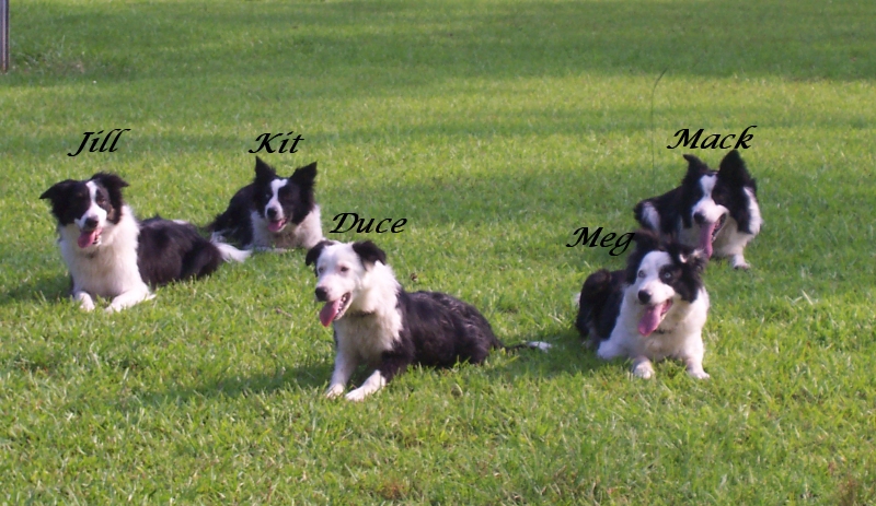 Lakeland Dog Training Center