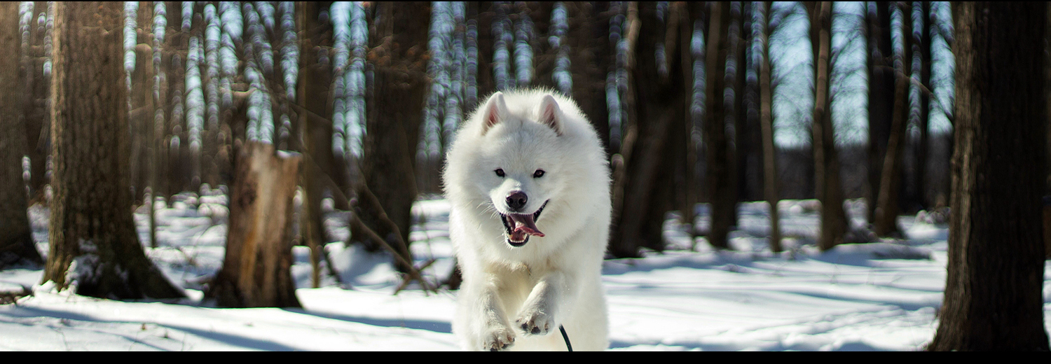 Denali Dog Obedience School